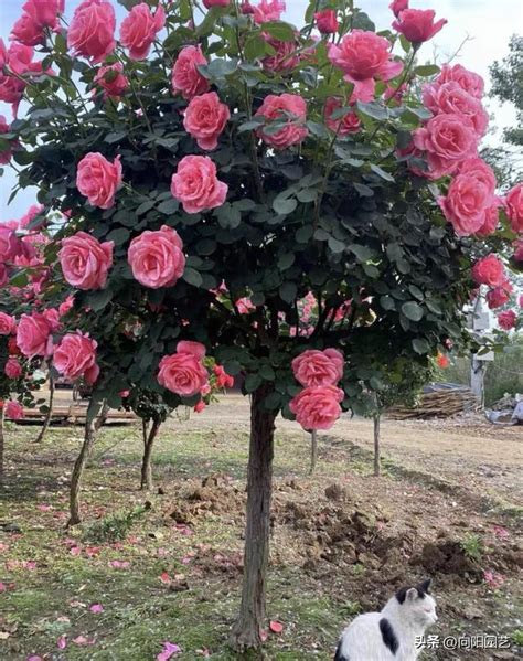 樹狀月季花哪裡買|樹狀月季的價格推薦